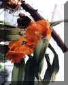 o10.jpg (12887 Byte)