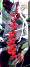 o11.jpg (11436 Byte)