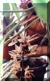o13.jpg (16309 Byte)