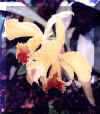 o14.jpg (12323 Byte)