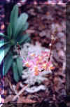 o15.jpg (14186 Byte)