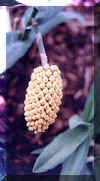 o16.jpg (9841 Byte)