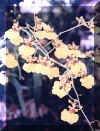 o18.jpg (15649 Byte)