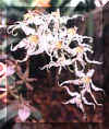 o20.jpg (10135 Byte)