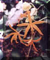 o21.jpg (11236 Byte)