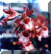 o25.jpg (13254 Byte)