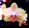 o27.jpg (9254 Byte)