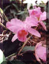 o28.jpg (14397 Byte)