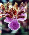 o29.jpg (13084 Byte)